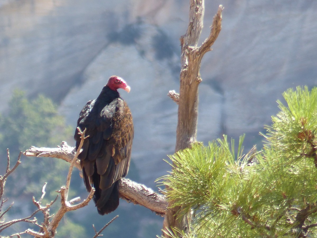 Turkey Vulture - ML643648910