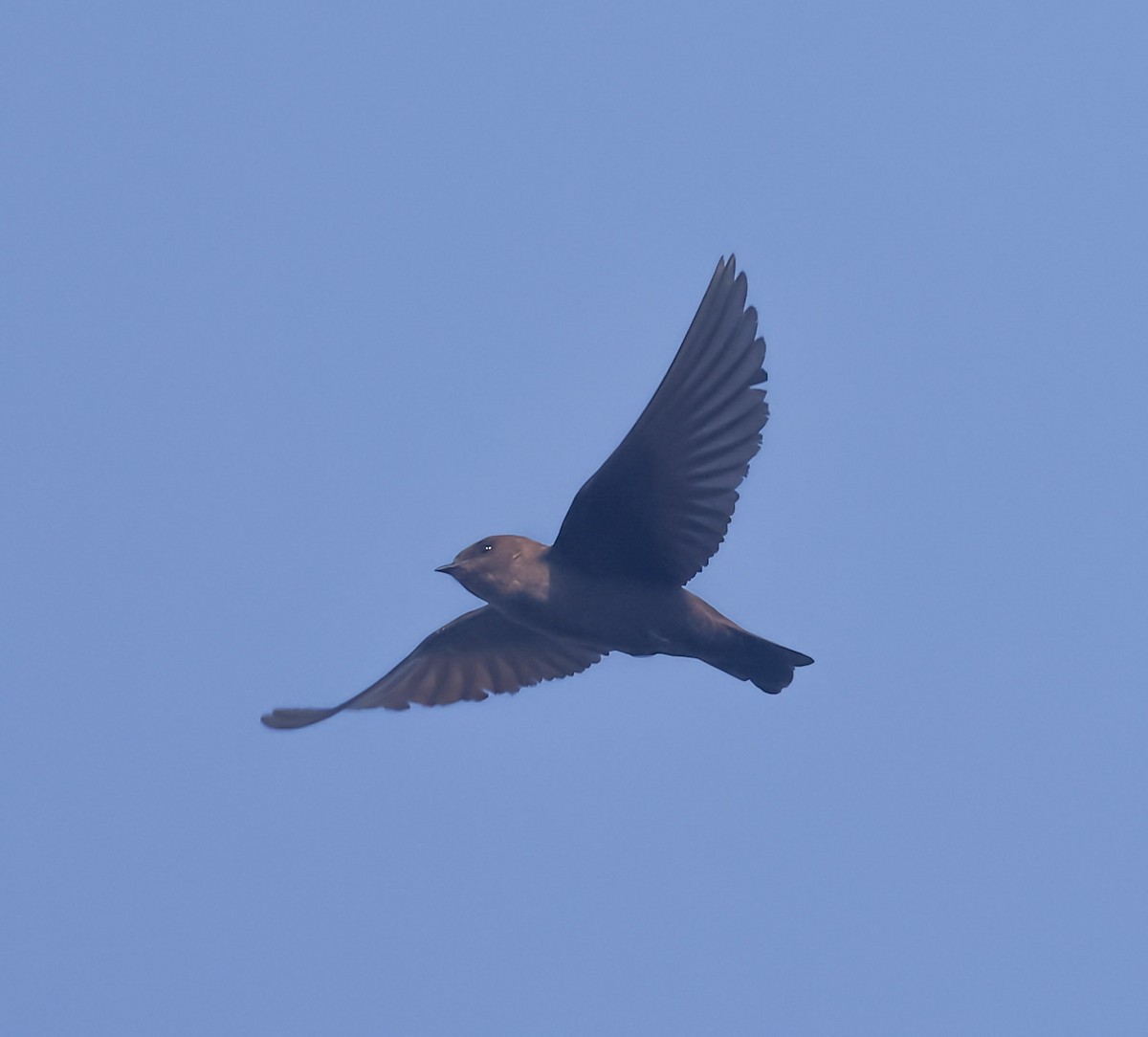 Dusky Crag-Martin - ML643648913