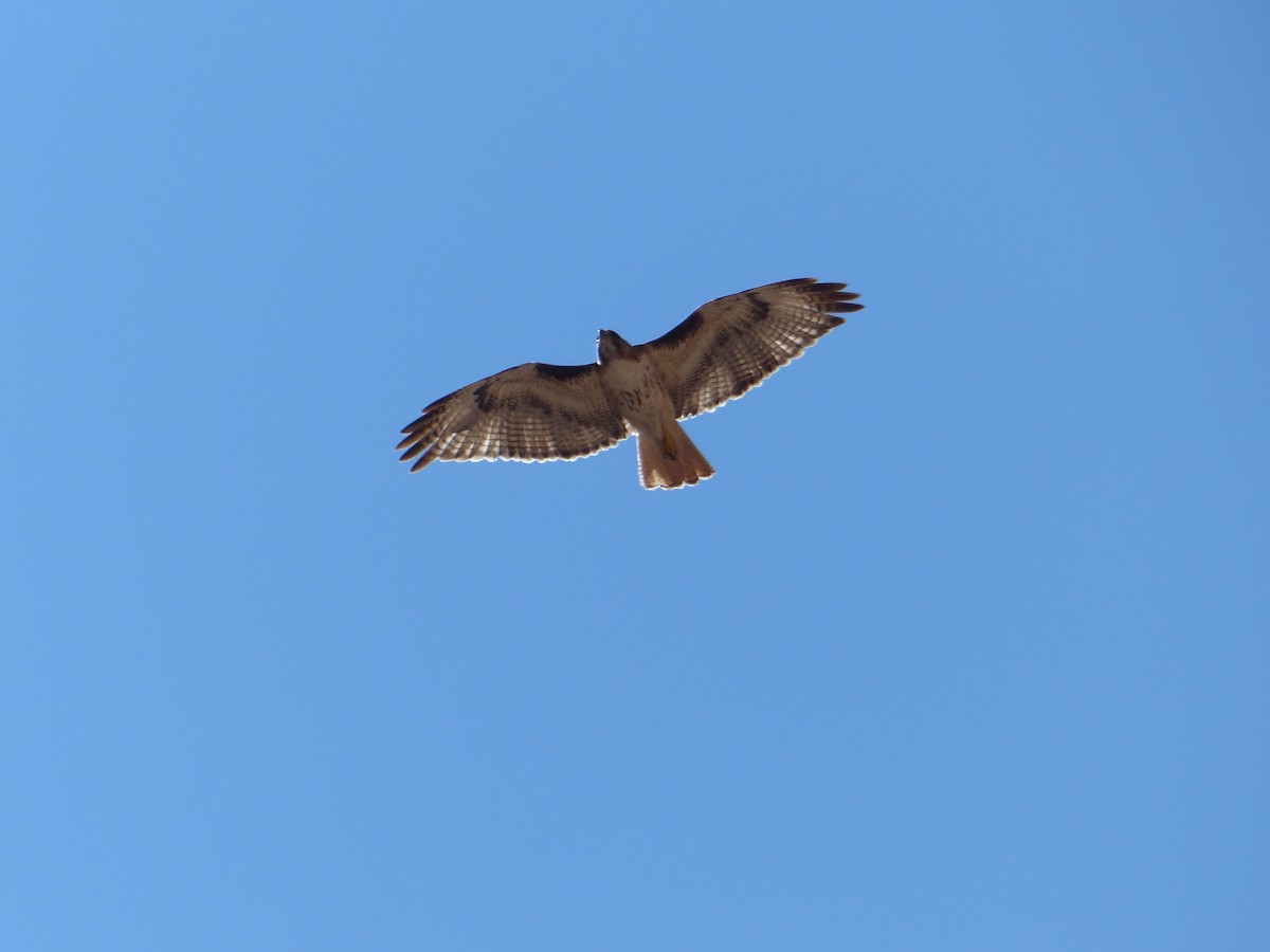 Red-tailed Hawk - ML643648918