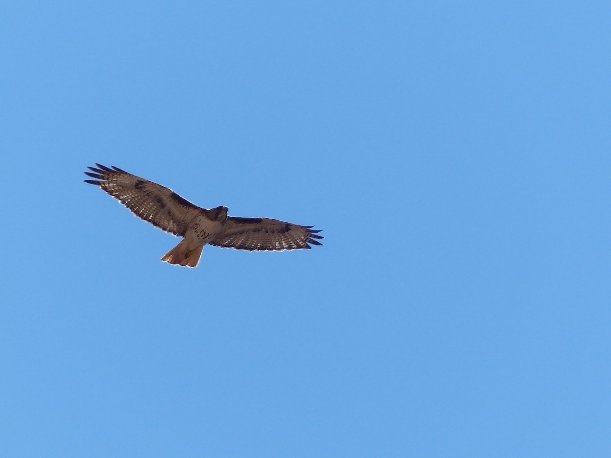 Red-tailed Hawk - ML643648919