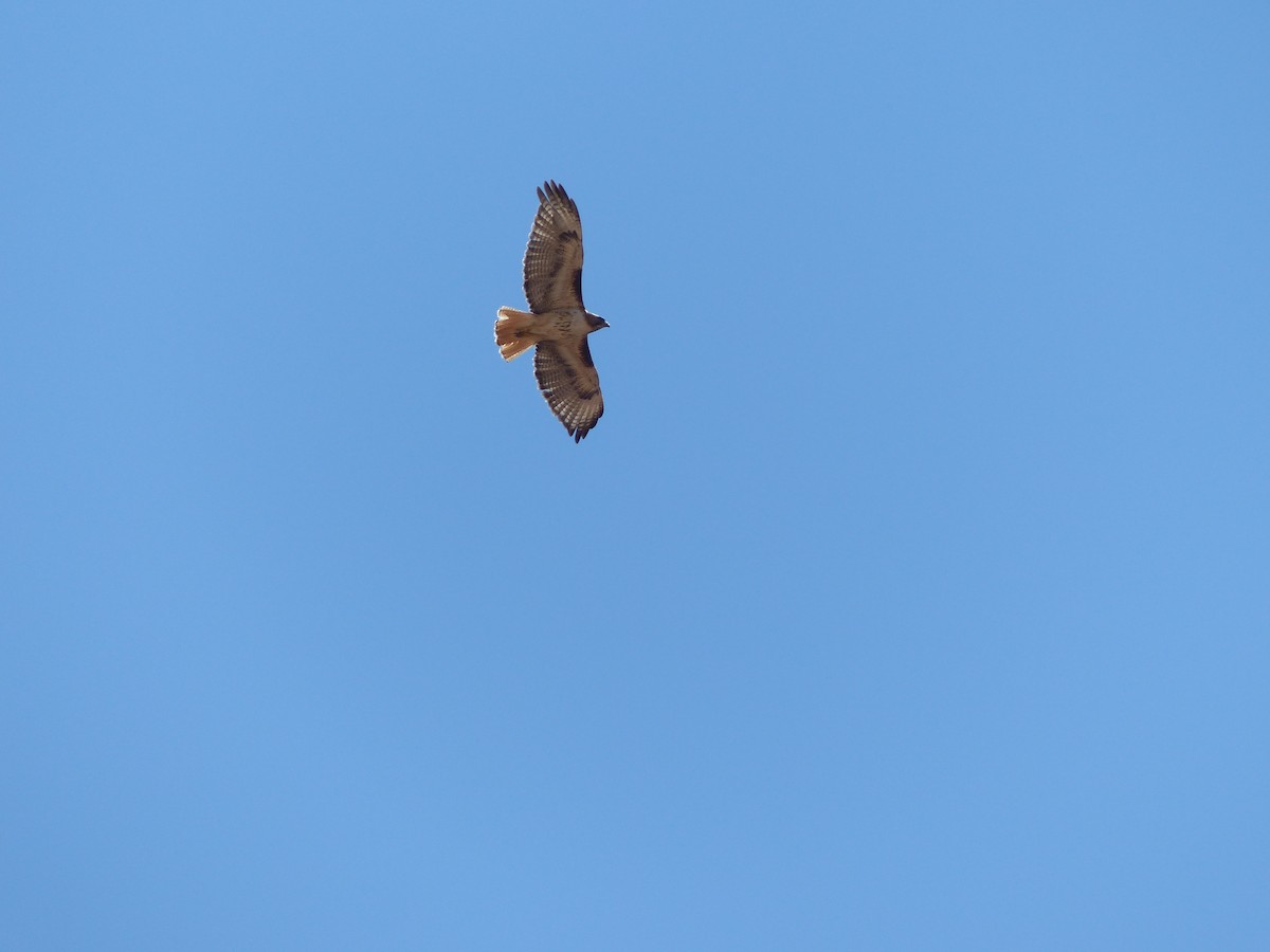 Red-tailed Hawk - ML643648920