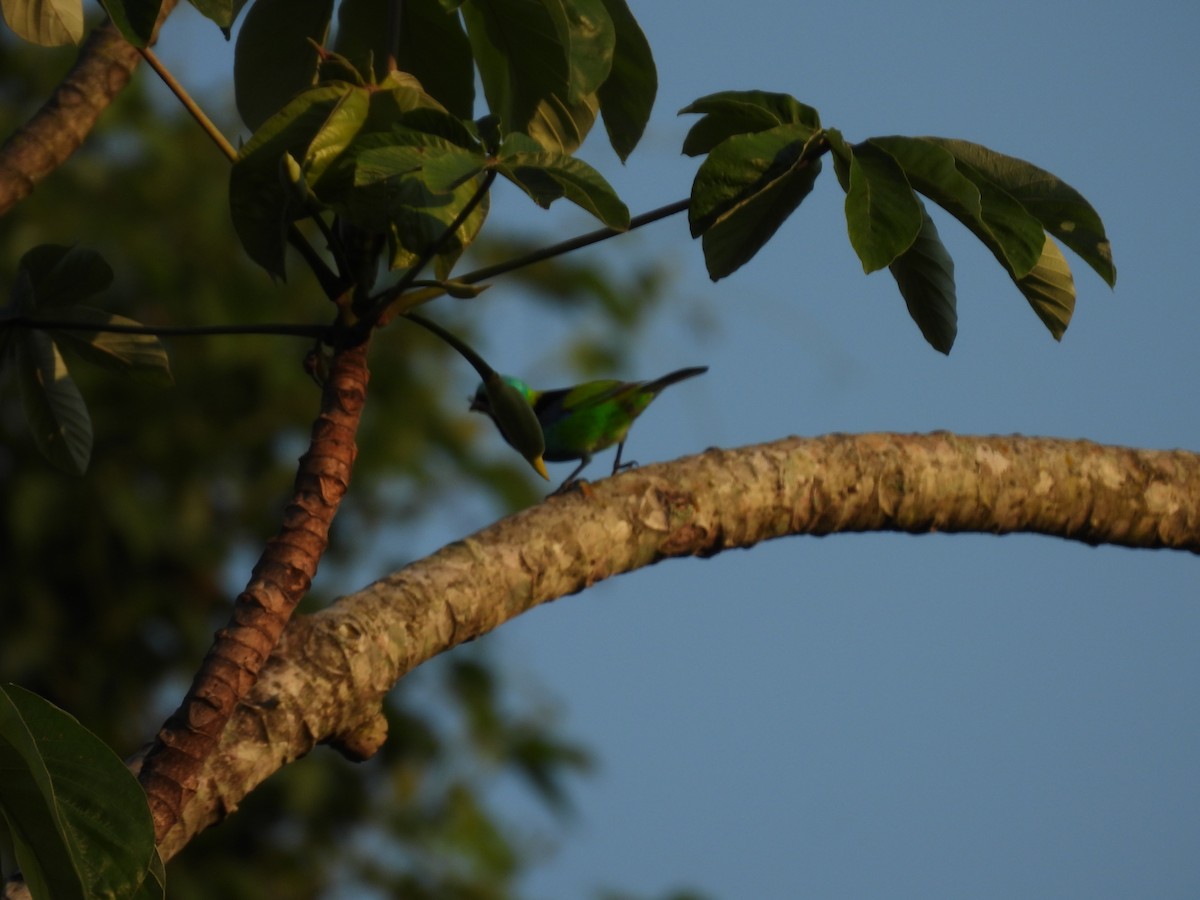 Green-headed Tanager - ML643648924
