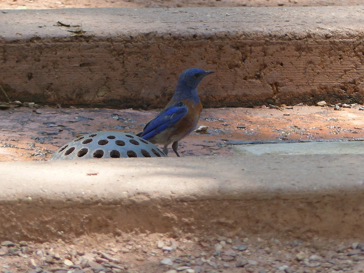 Western Bluebird - ML643648933