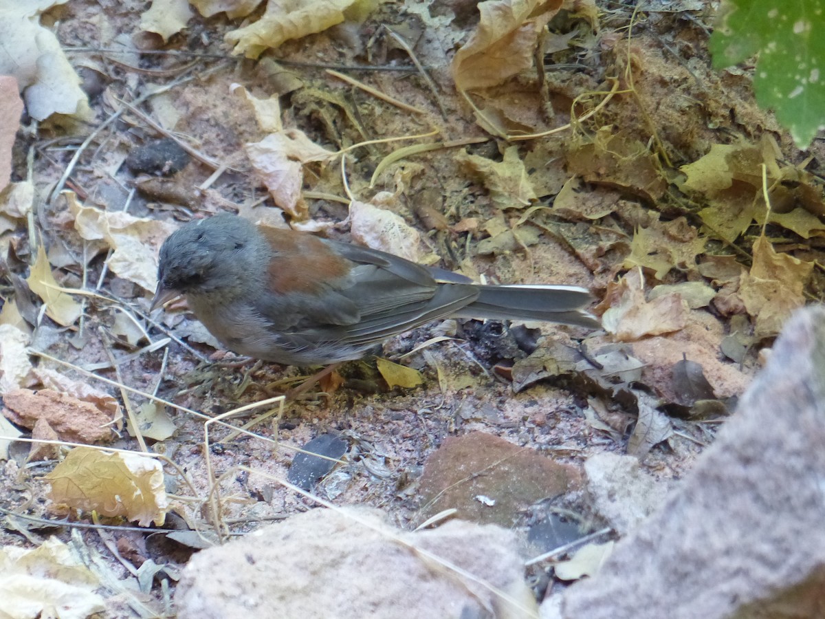 Dark-eyed Junco - ML643648942