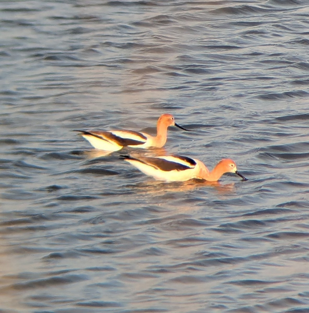 American Avocet - ML643648960