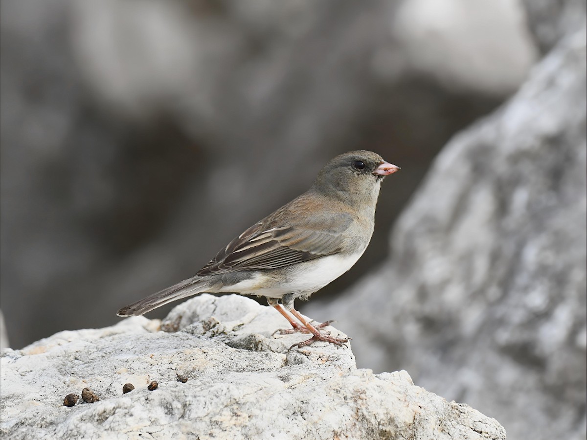 Dark-eyed Junco (Slate-colored) - ML643649003