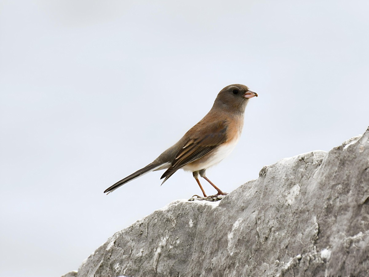 Dark-eyed Junco (Slate-colored) - ML643649004