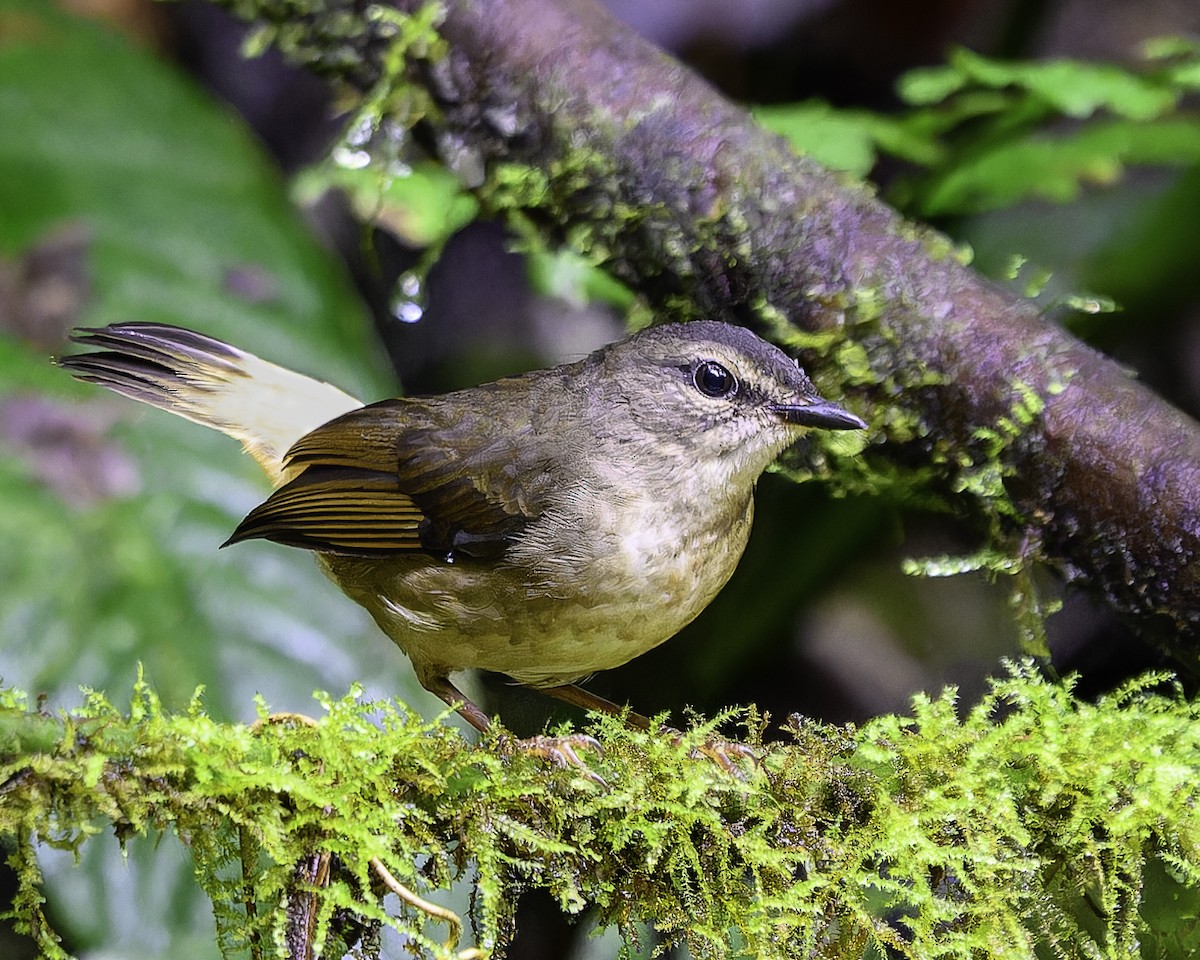 Buff-rumped Warbler - ML643649020