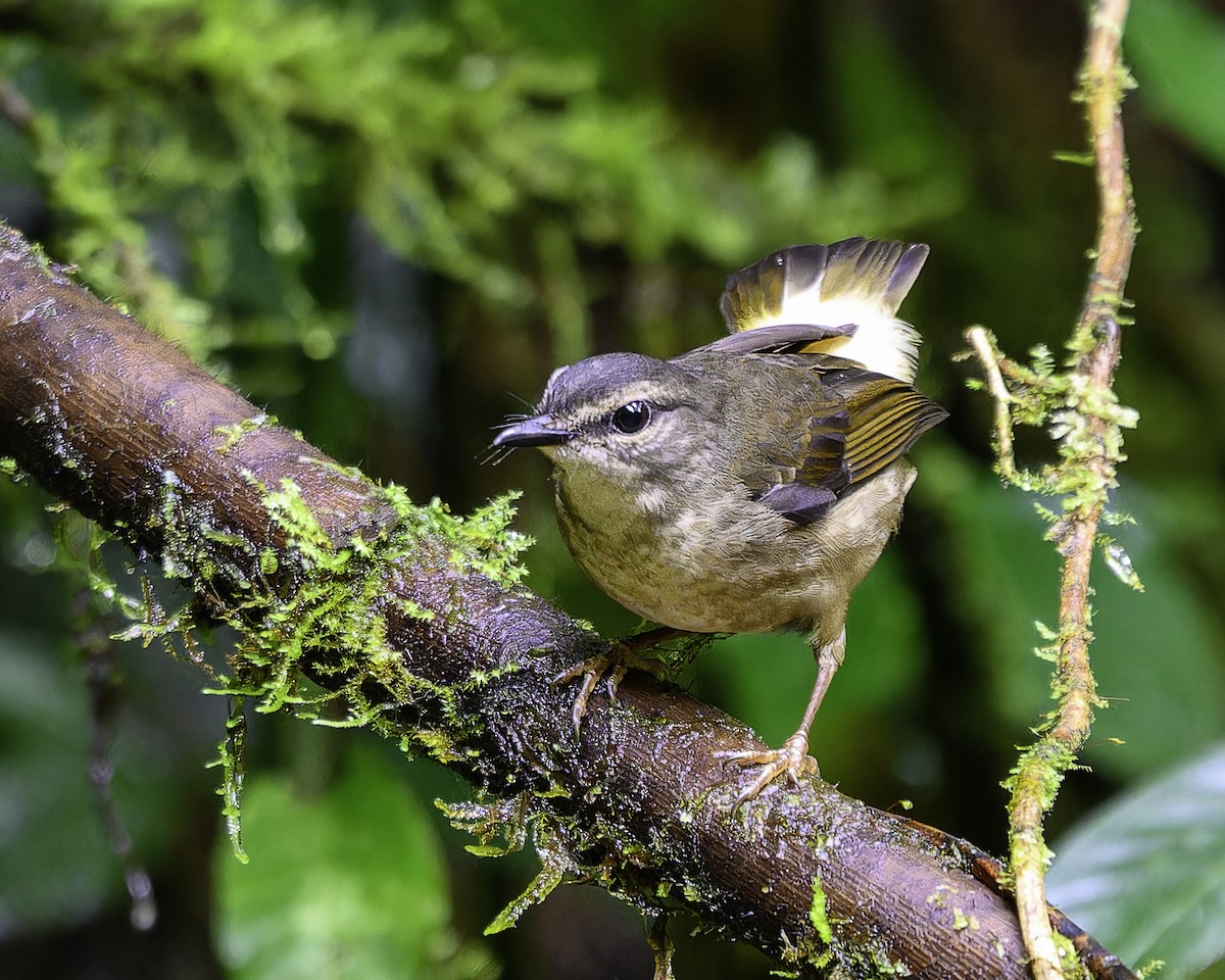 Buff-rumped Warbler - ML643649021
