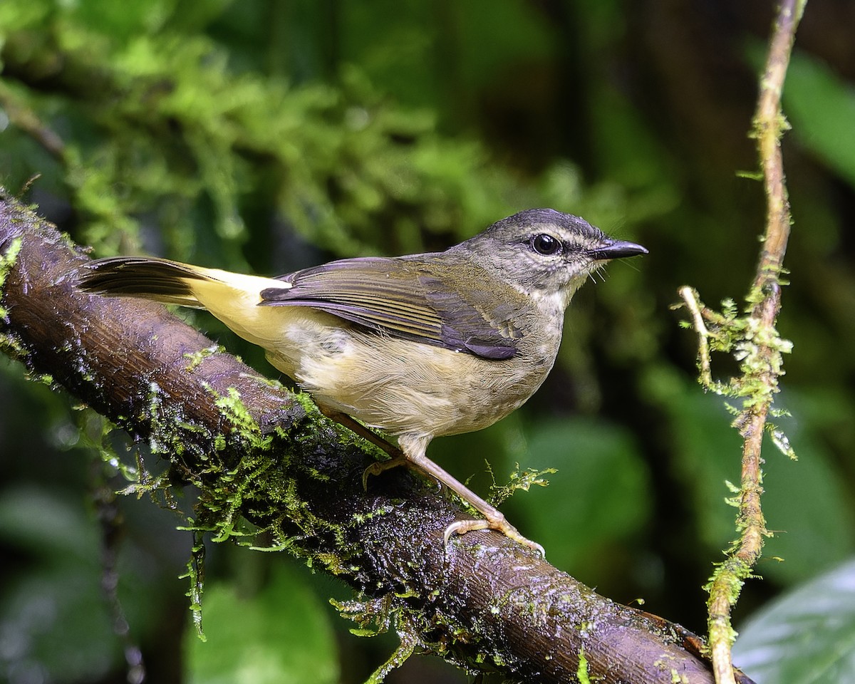 Buff-rumped Warbler - ML643649023
