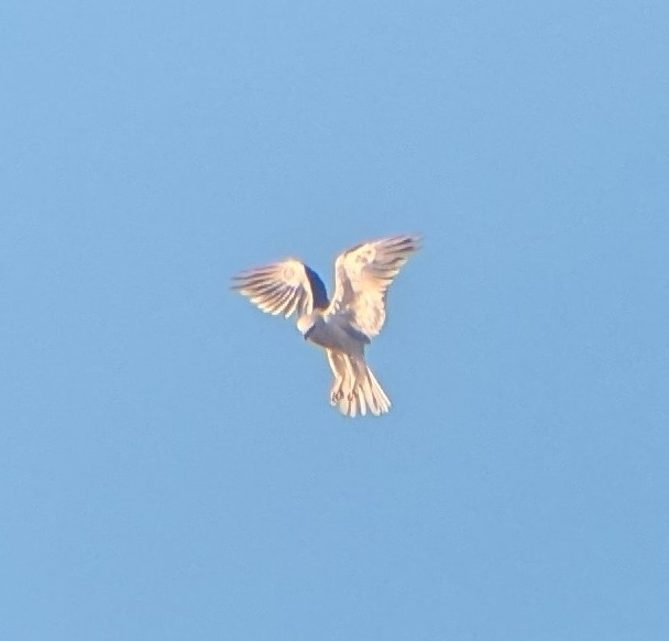 White-tailed Kite - ML643649026