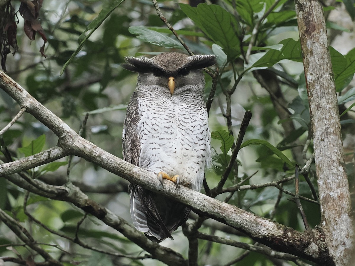 Barred Eagle-Owl - ML643649044