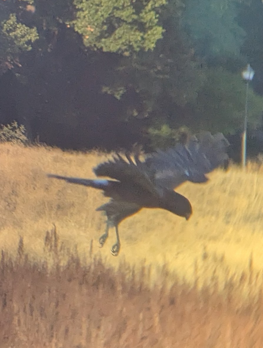 Northern Harrier - ML643649045