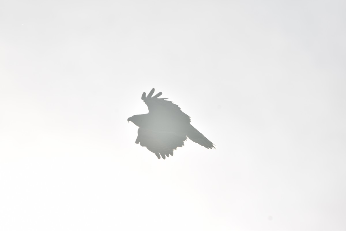 Red-tailed Hawk - ML643649058