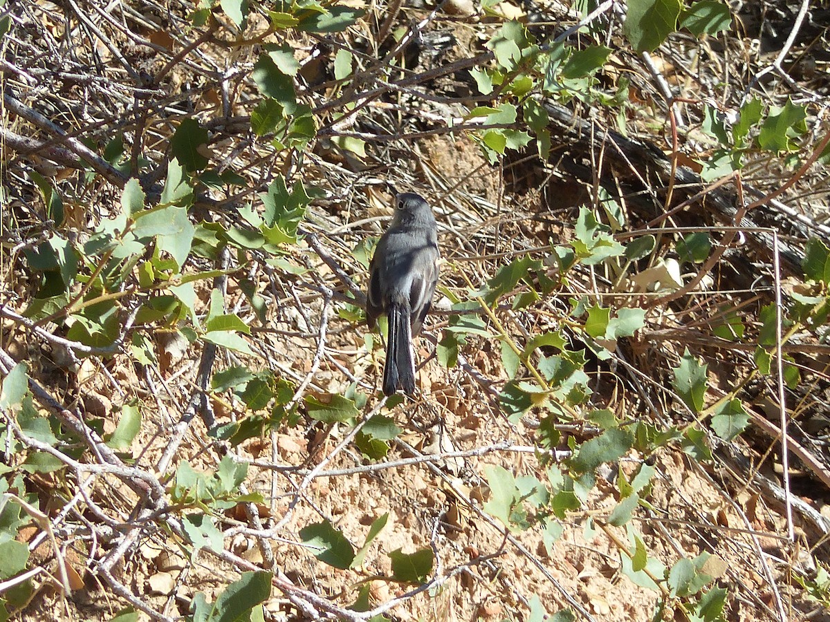 Blue-gray Gnatcatcher - ML643649059