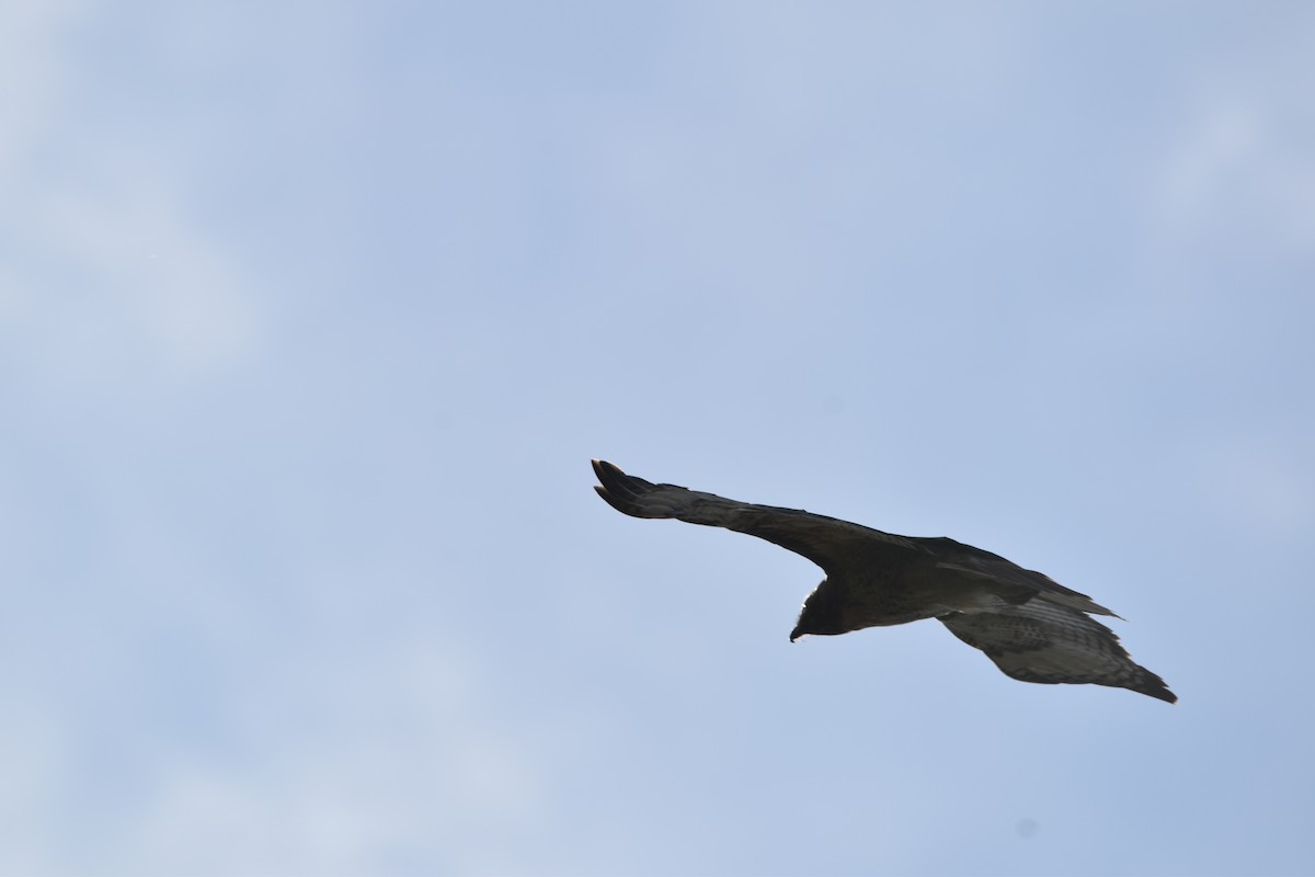 Red-tailed Hawk - ML643649067