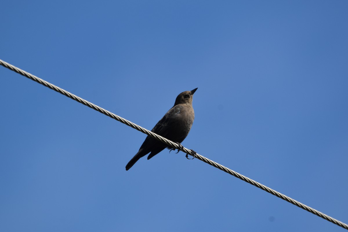 Brewer's Blackbird - ML643649075
