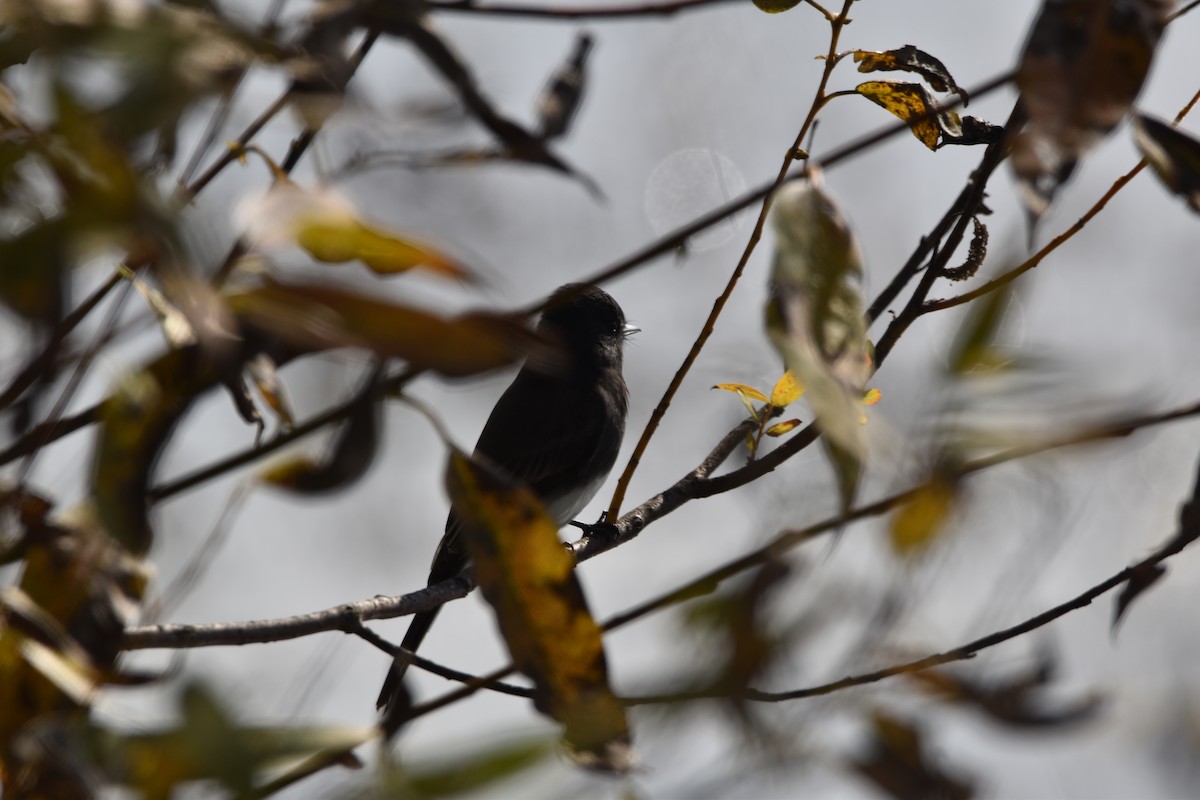 Black Phoebe - ML643649084