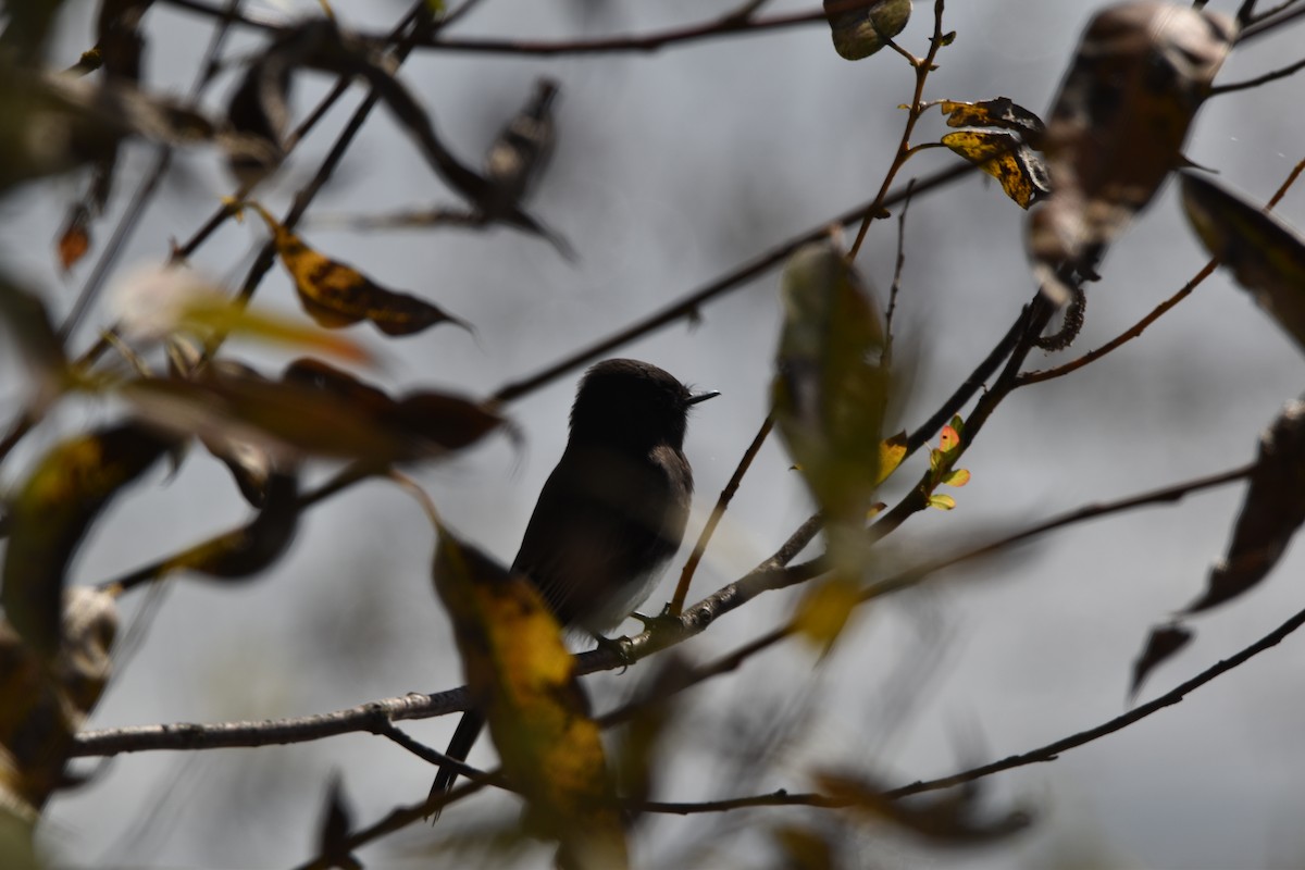 Black Phoebe - ML643649093