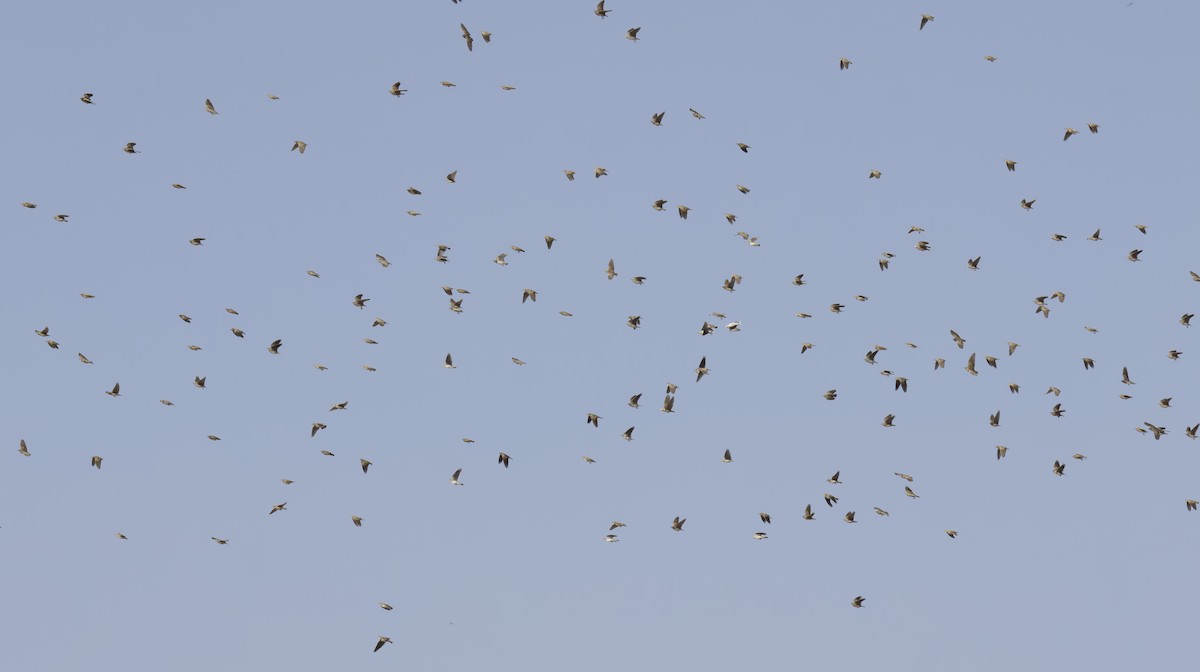 Alouette monticole - ML643649103