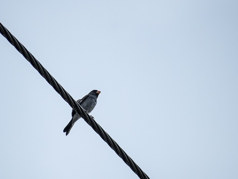 Gray Seedeater - ML643649157