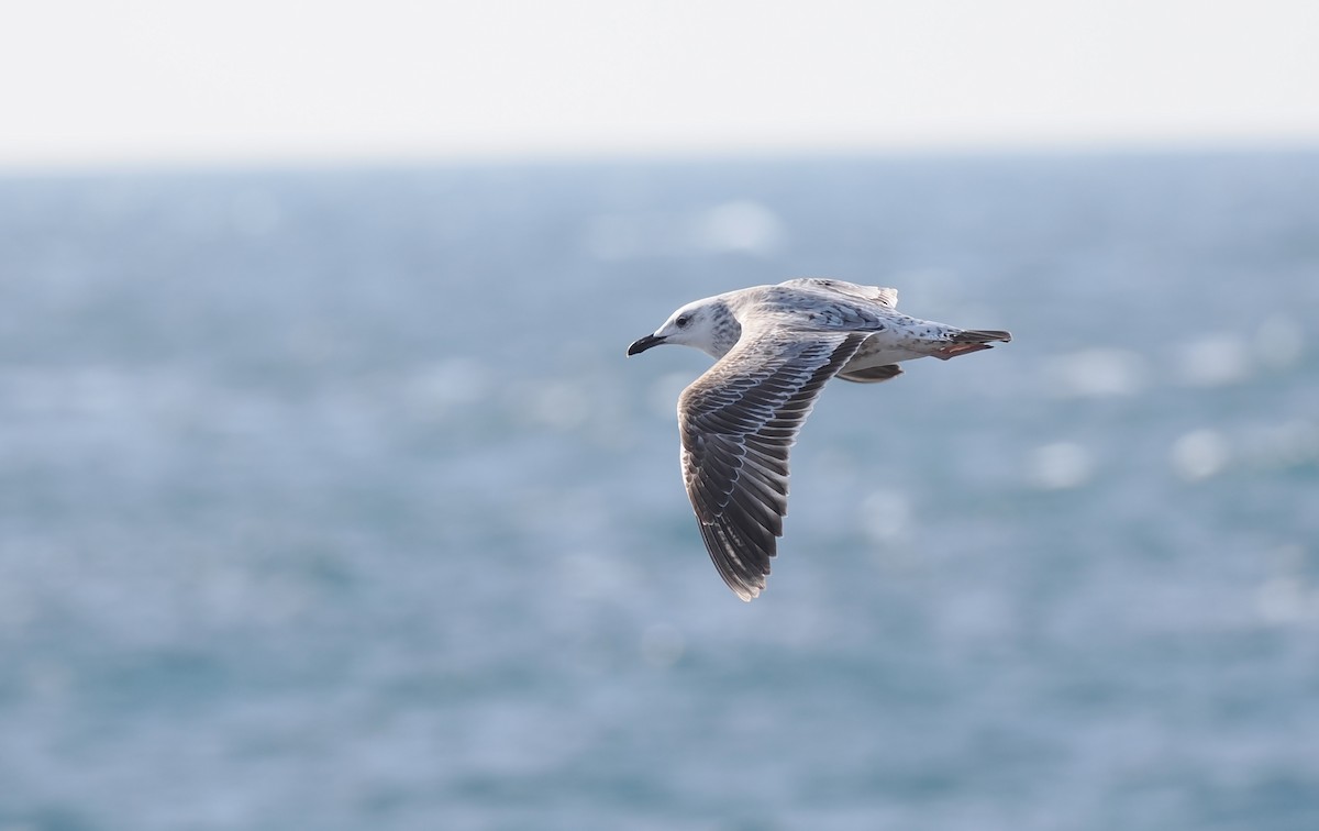 Caspian Gull - ML643649171