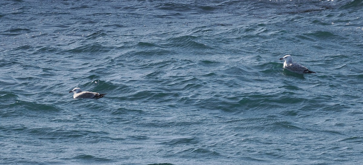 Caspian Gull - ML643649172