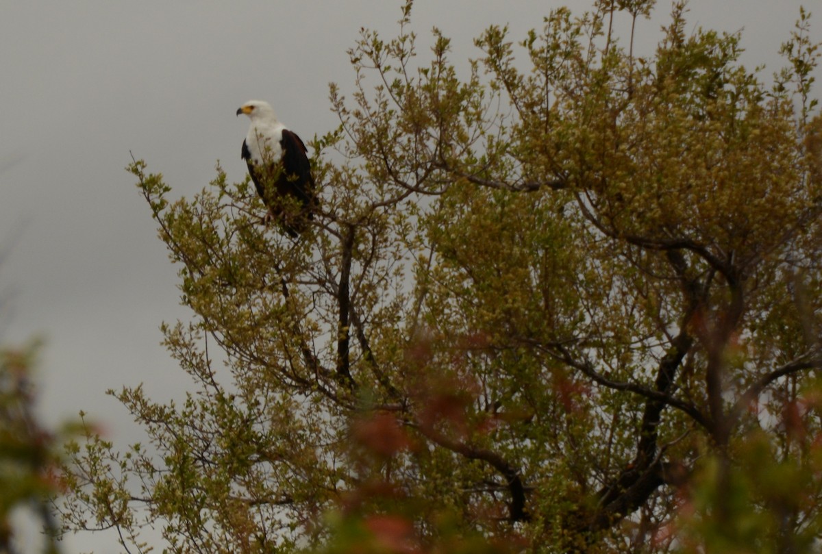 African Fish-Eagle - ML643649174