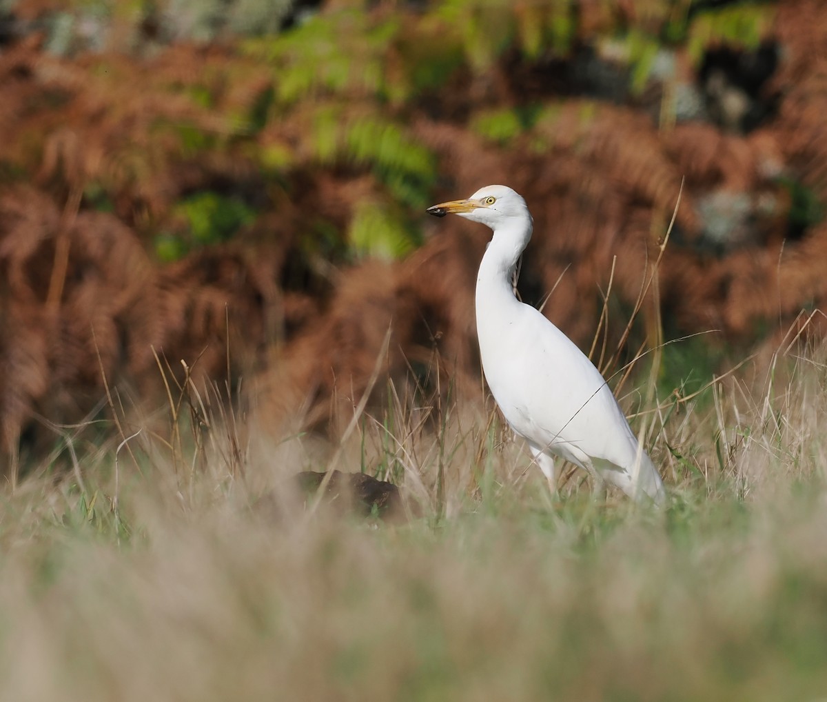 Western Cattle-Egret - ML643649180