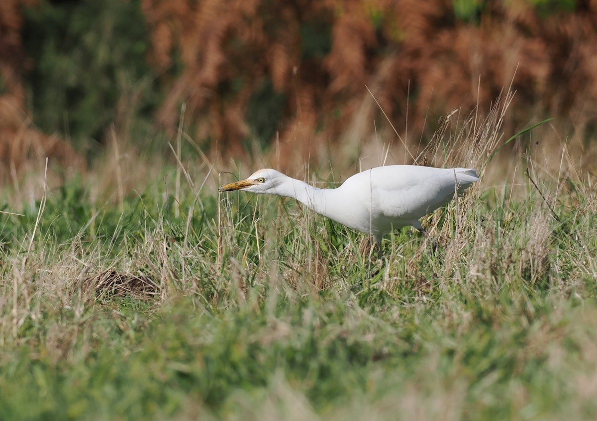 Western Cattle-Egret - ML643649181