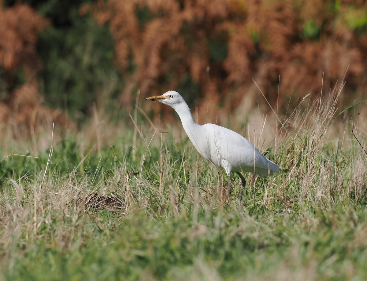 Western Cattle-Egret - ML643649182