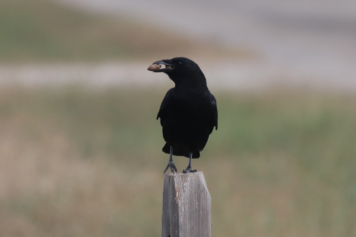 American Crow - ML643649183