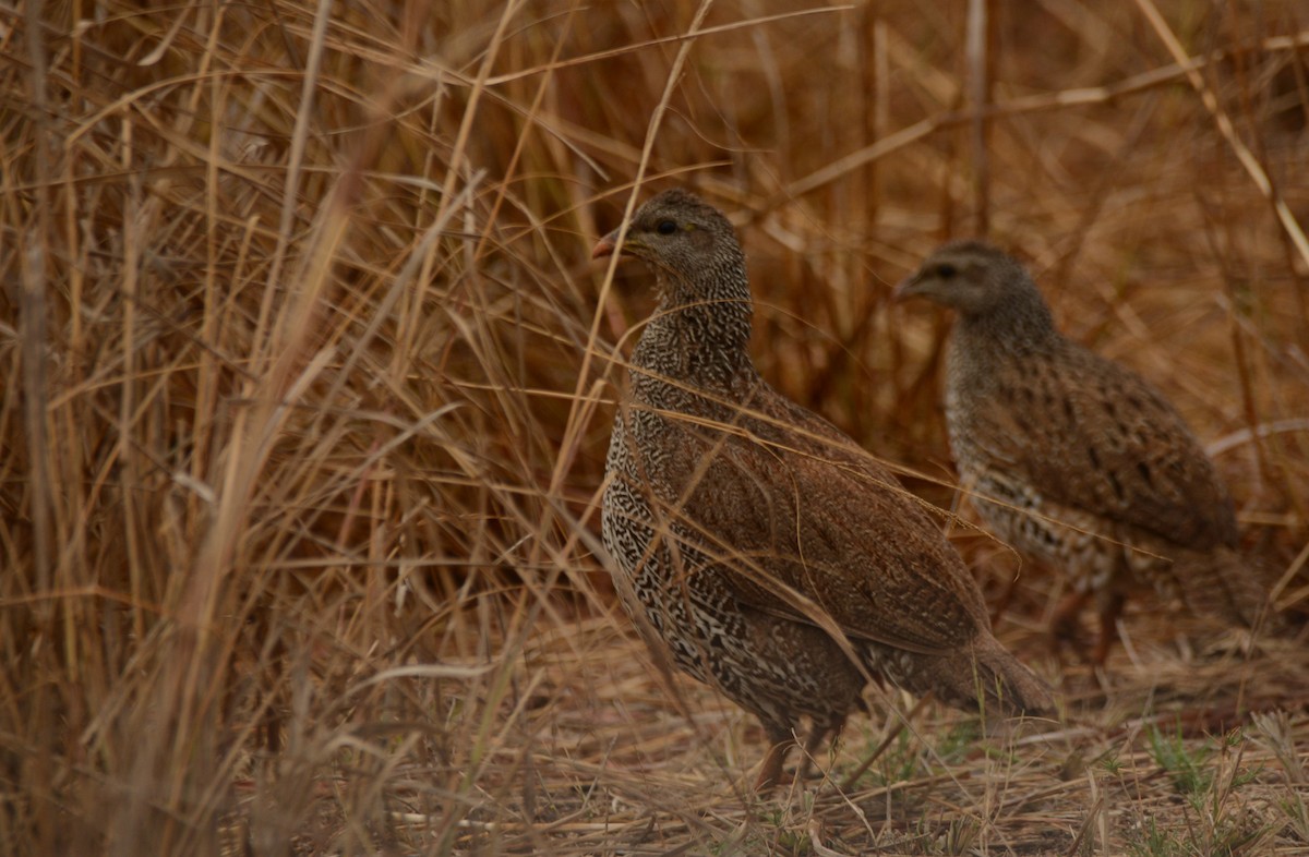 Natal Spurfowl - ML643649188