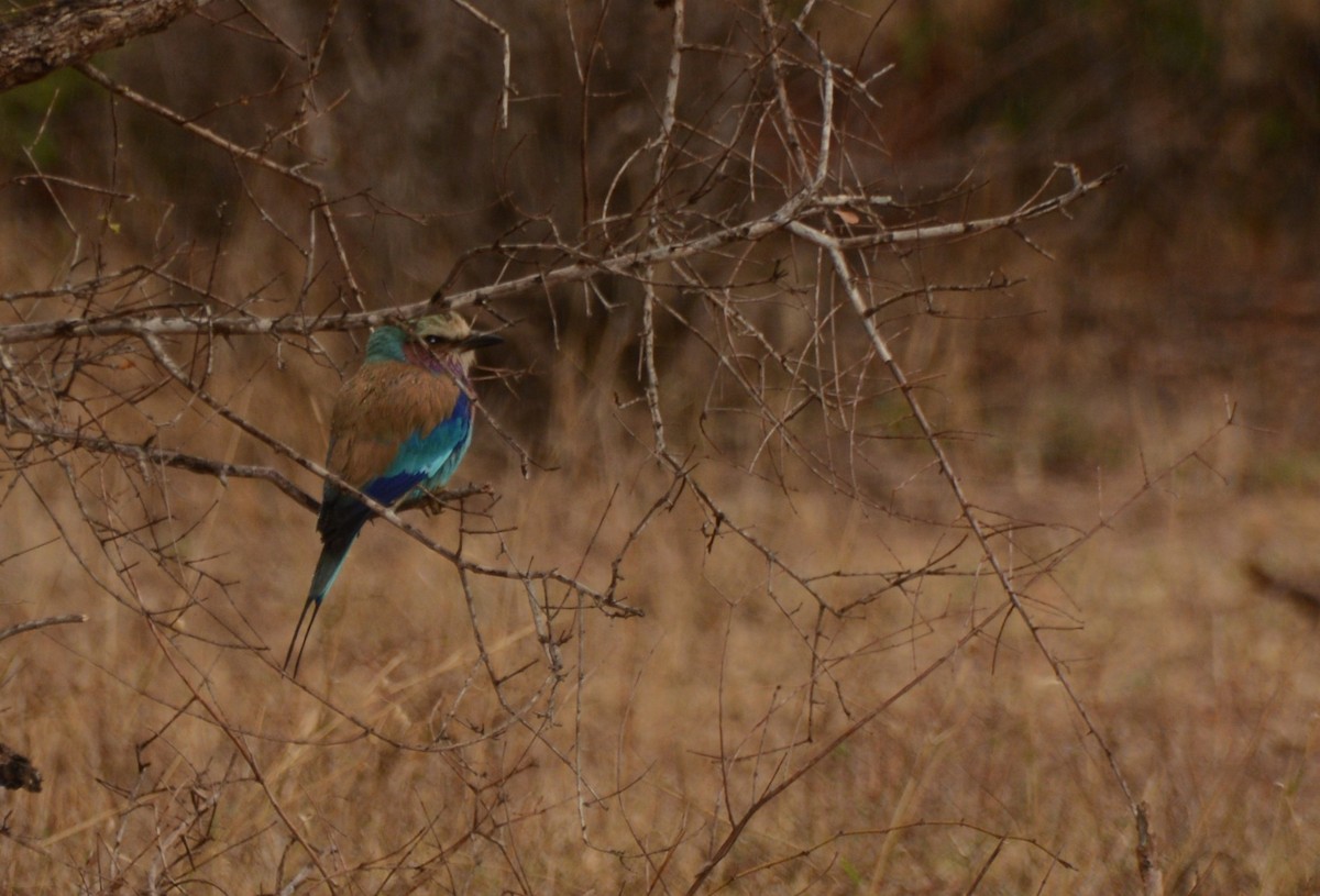 Lilac-breasted Roller - ML643649200