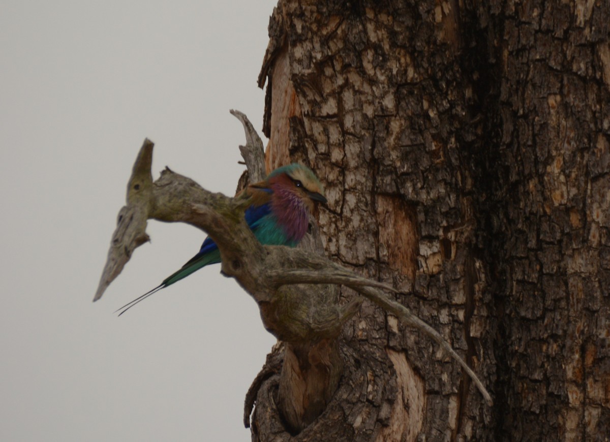 Lilac-breasted Roller - ML643649201