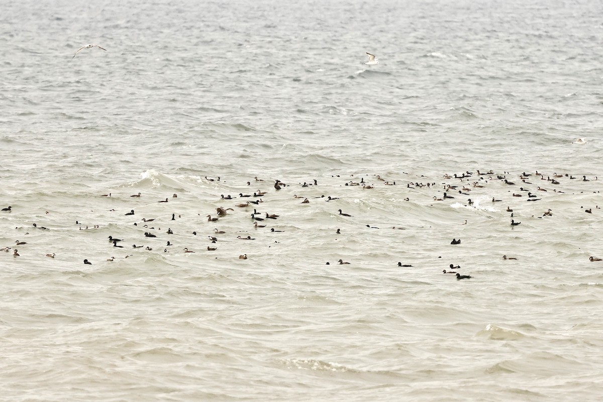 Common Scoter - ML643649247