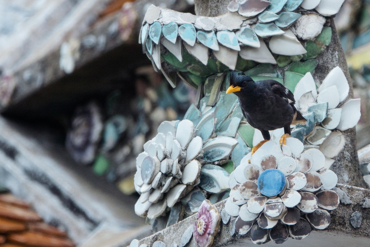 Great Myna - ML643649262