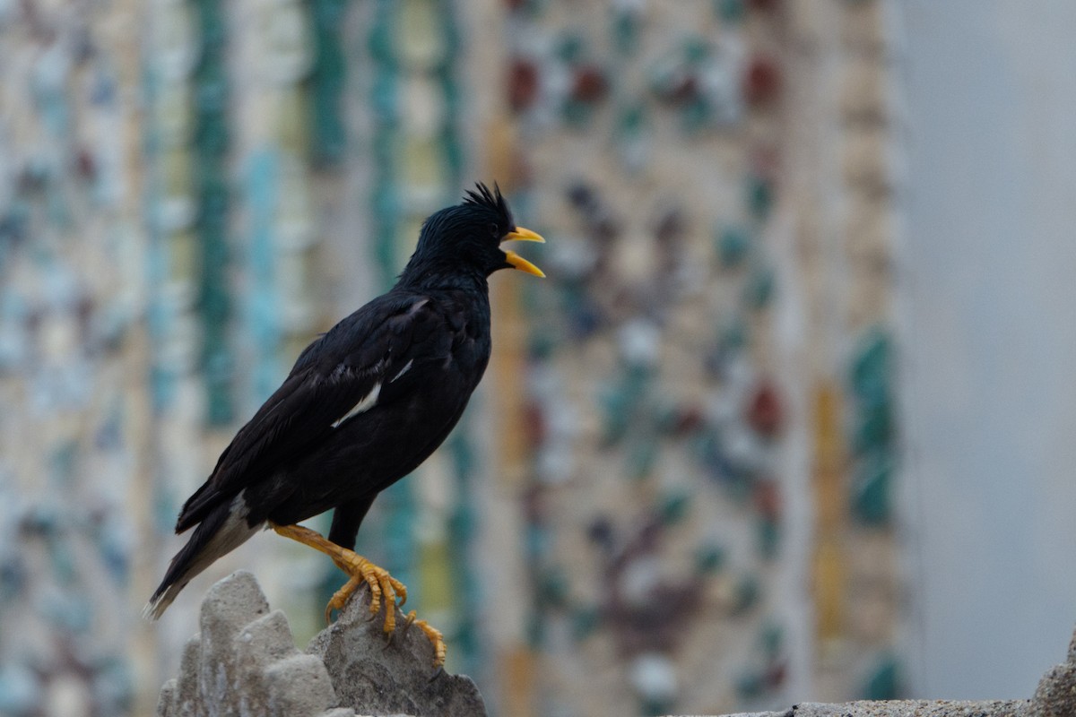 Great Myna - ML643649263