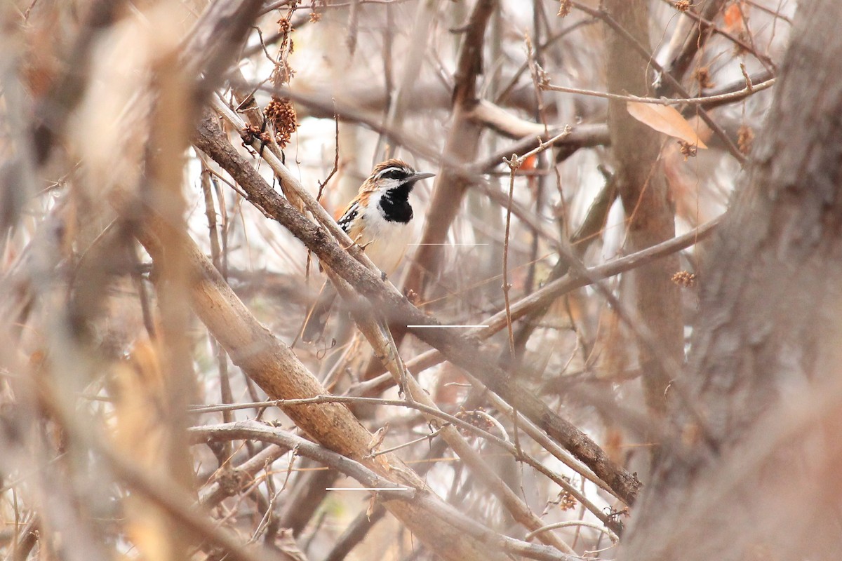 Stripe-backed Antbird - ML643649267