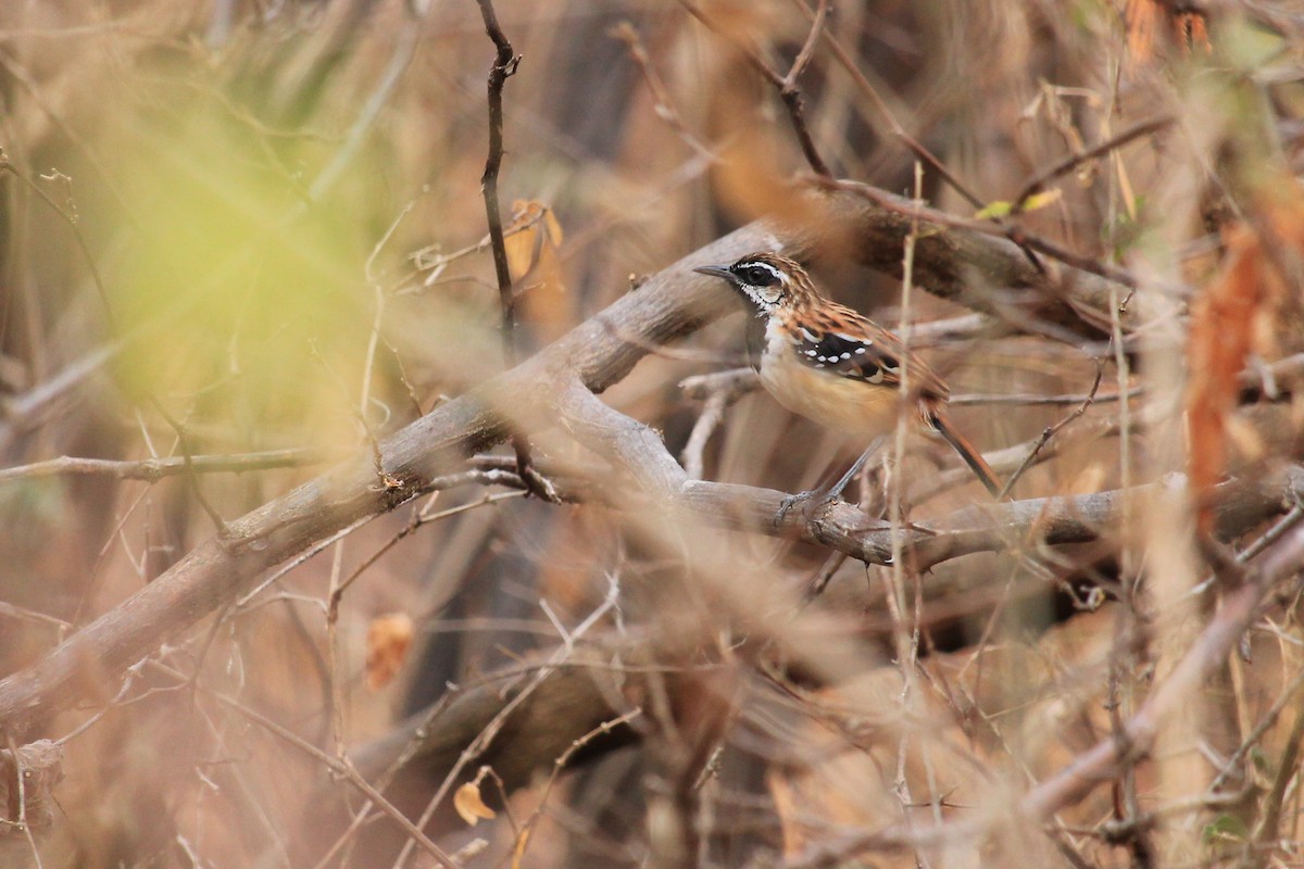 Stripe-backed Antbird - ML643649269