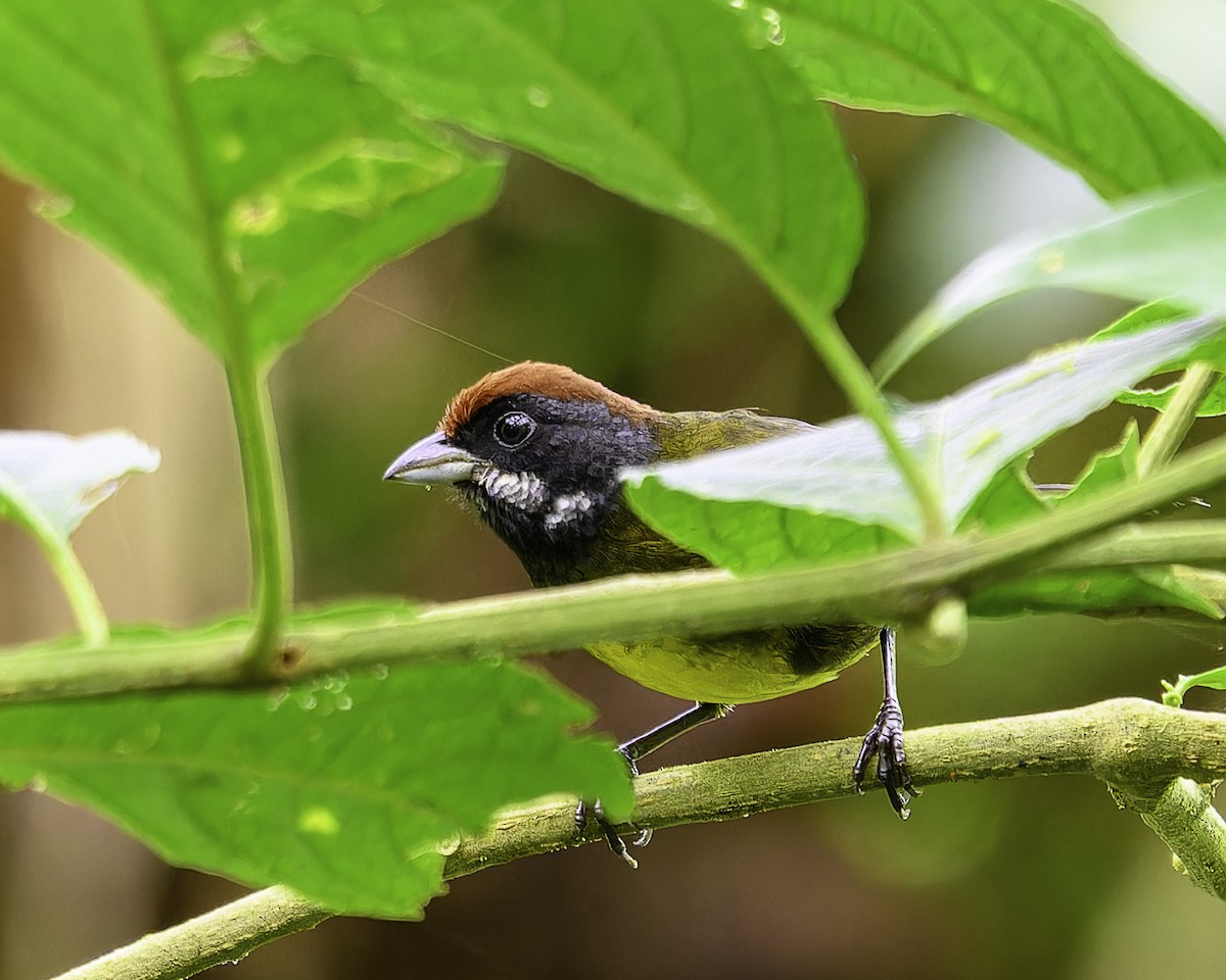 Sooty-faced Finch - ML643649270