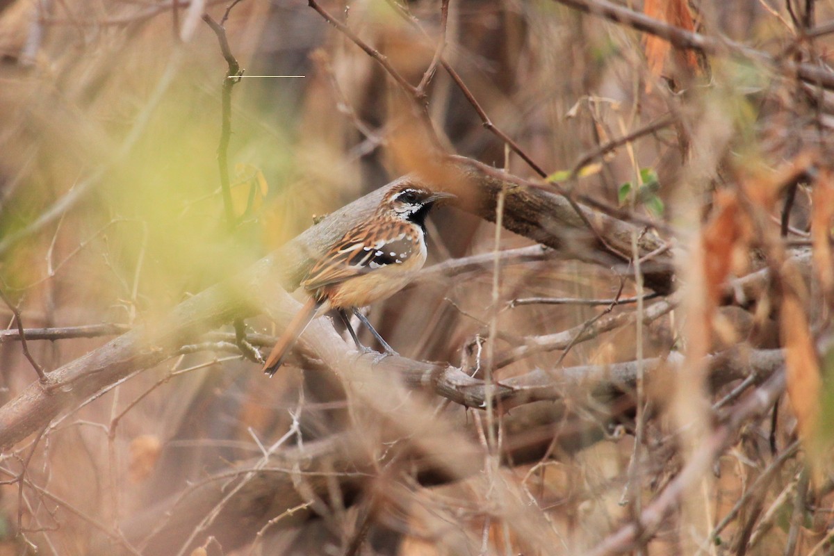 Stripe-backed Antbird - ML643649273
