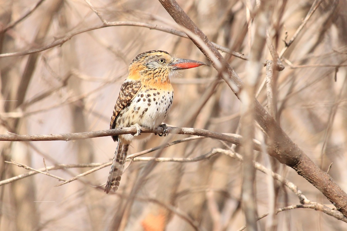Tamatia tamajac (maculatus) - ML643649280