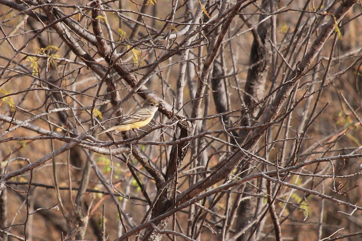 Southern Scrub-Flycatcher - ML643649293