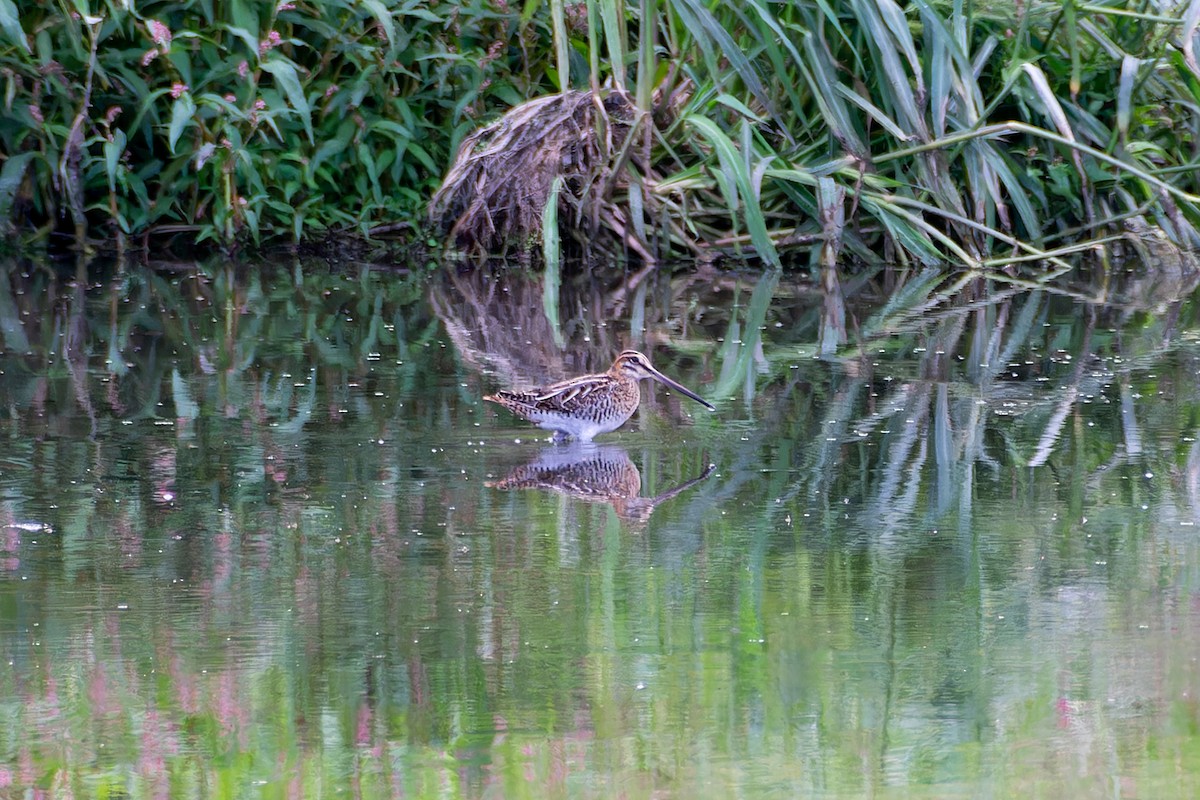 Common Snipe - ML643649328