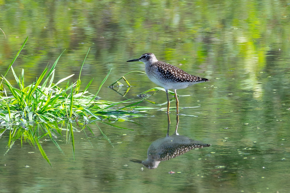 Wood Sandpiper - ML643649350