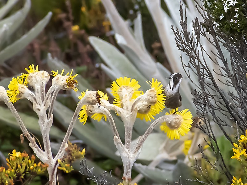 White-bearded Helmetcrest - ML643649367