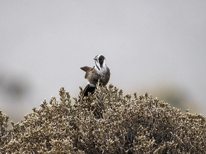 White-bearded Helmetcrest - ML643649368