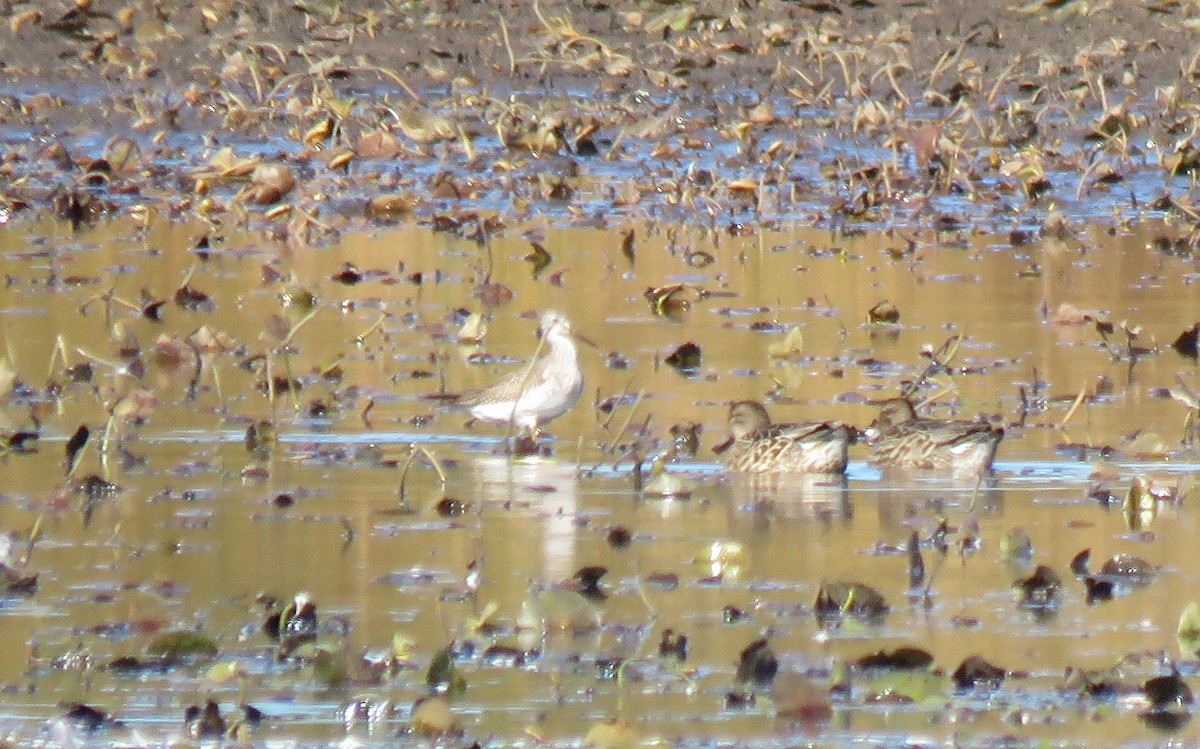 Lesser/Greater Yellowlegs - ML643649374
