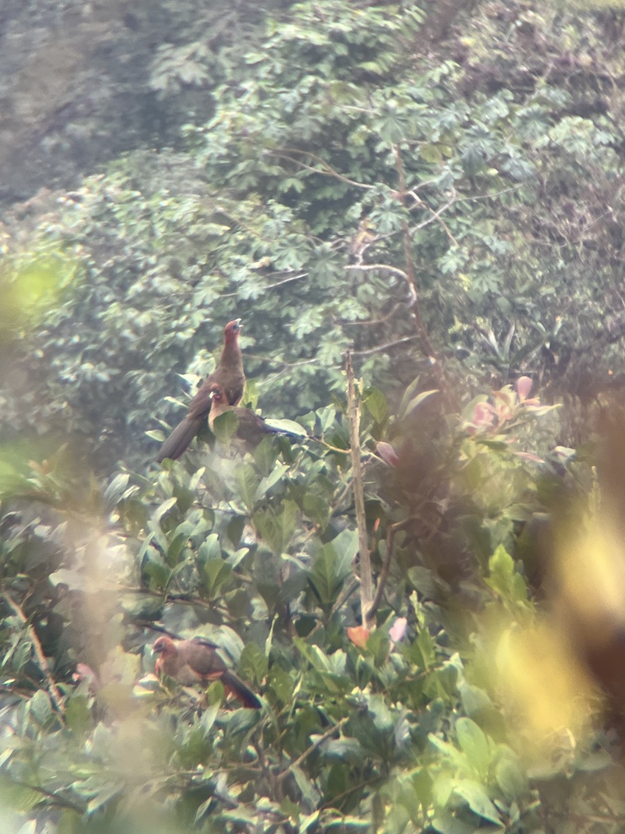 Rufous-headed Chachalaca - ML643649410